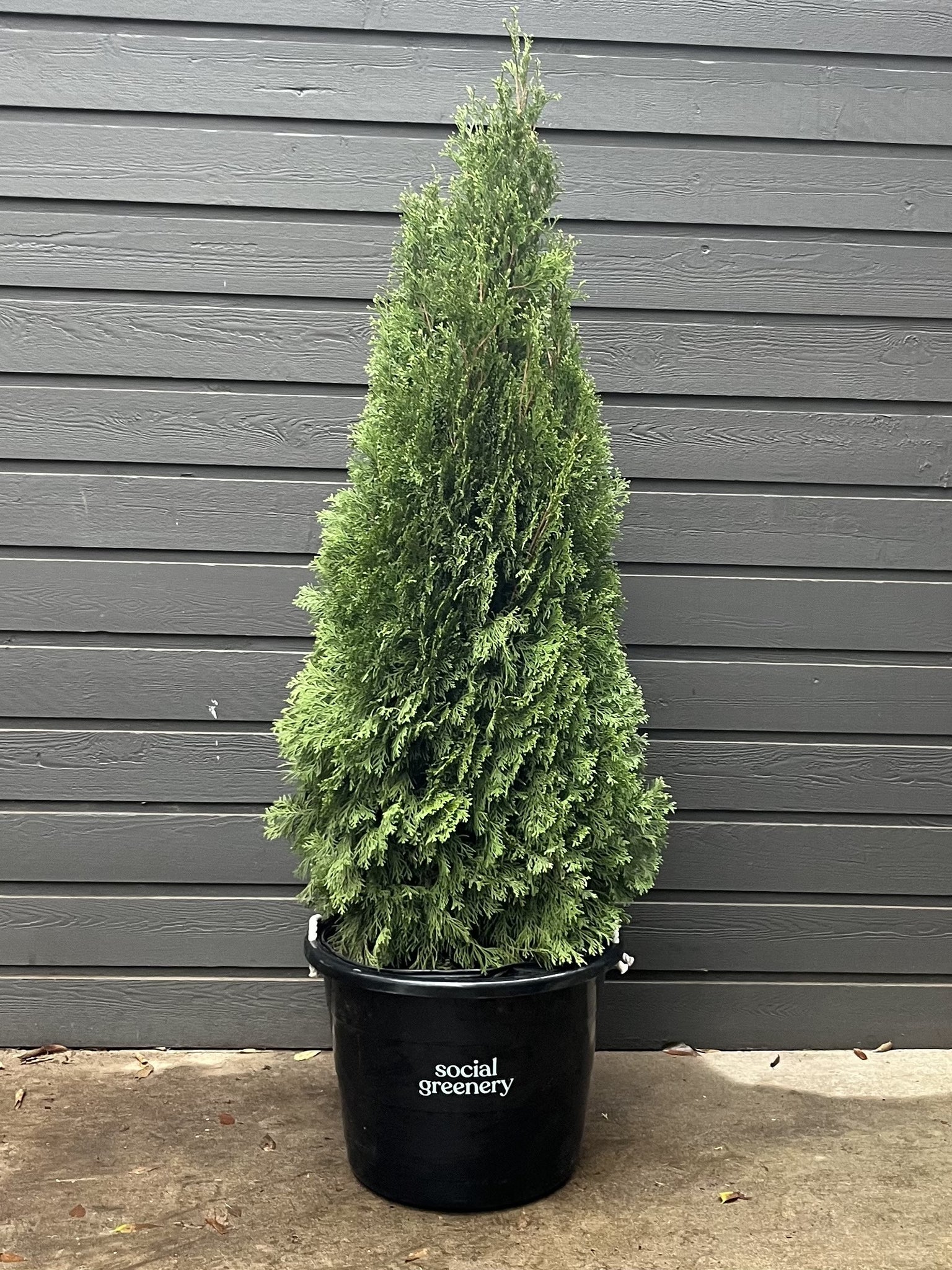 2023 Living Christmas Tree Rental -  Petite