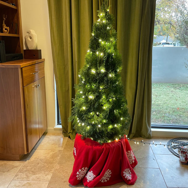 2023 Living Christmas Tree Rental -  Petite