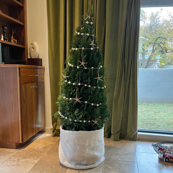 2023 Living Christmas Tree Rental -  Petite