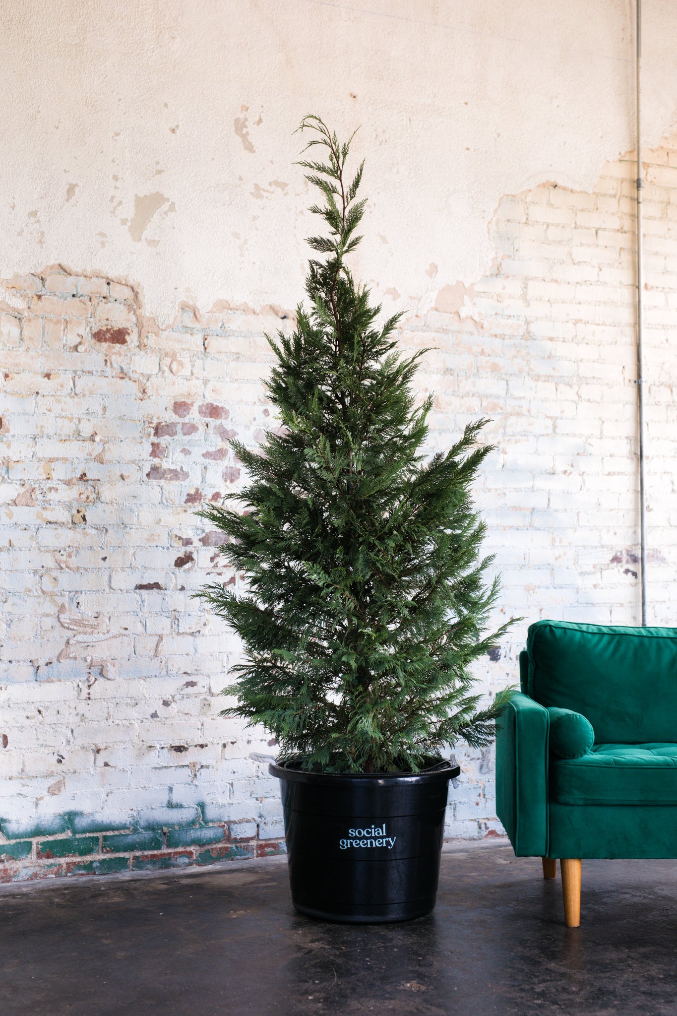 2023 Living Christmas Tree Rental - Traditional